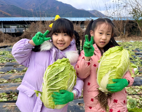 친구들과 함께 배추를 수확해요!